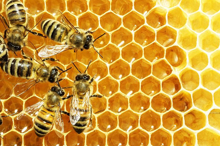 Handling Honey Safely: Understanding the Do’s and Don’ts of Mad Honey - Aladdin