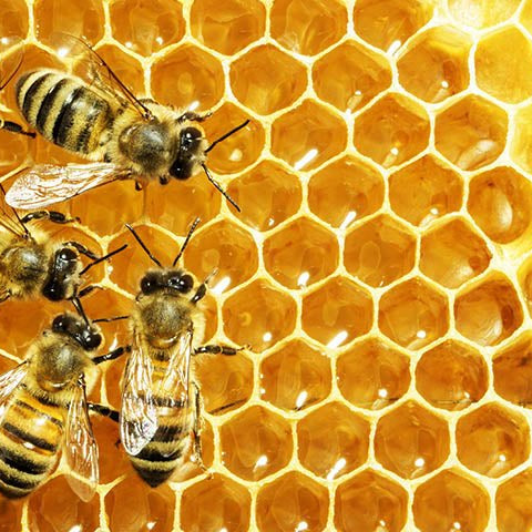 Handling Honey Safely: Understanding the Do’s and Don’ts of Mad Honey - Aladdin