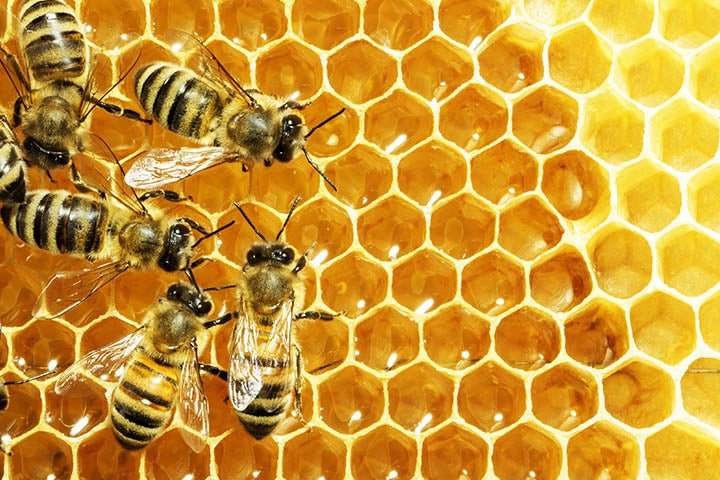 Mad Honey: Benefits, Effects & Why This Rare Honey Is So Expensive - Aladdin