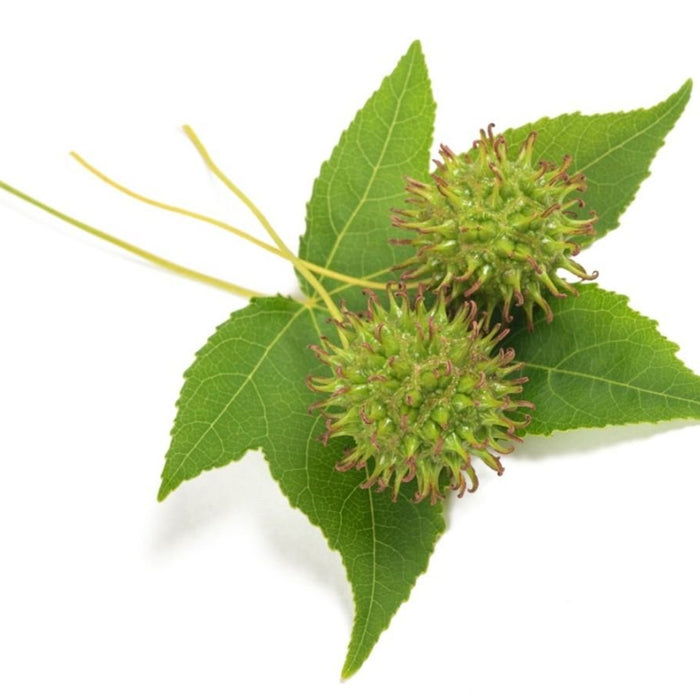 Unveiling the Secrets of Sweetgum Oil: A Timeless Elixir from the Ottoman Empire - Aladdin