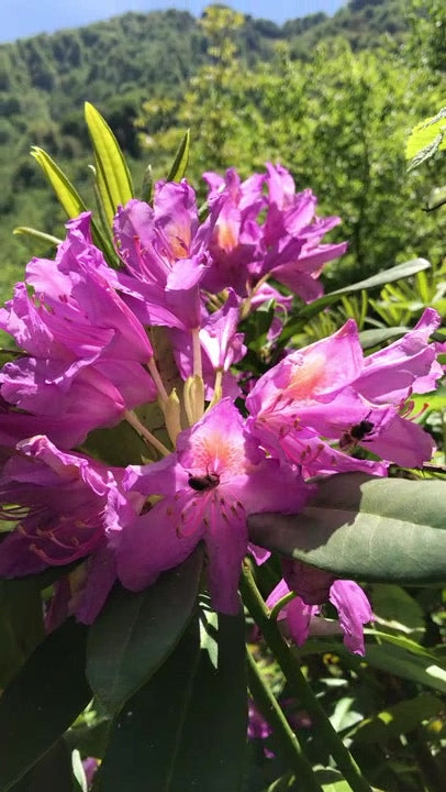 Ballivane Premium Artvin Murgul Rhododendron Mad Honey - 500g