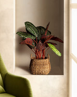 Nicola Decorative Potted Plant - Elegant Home Decor Accent