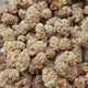 불굴루 | 말린 뽕나무