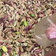 Celebiogullari | Pistacchi Antep sgusciati e non salati
