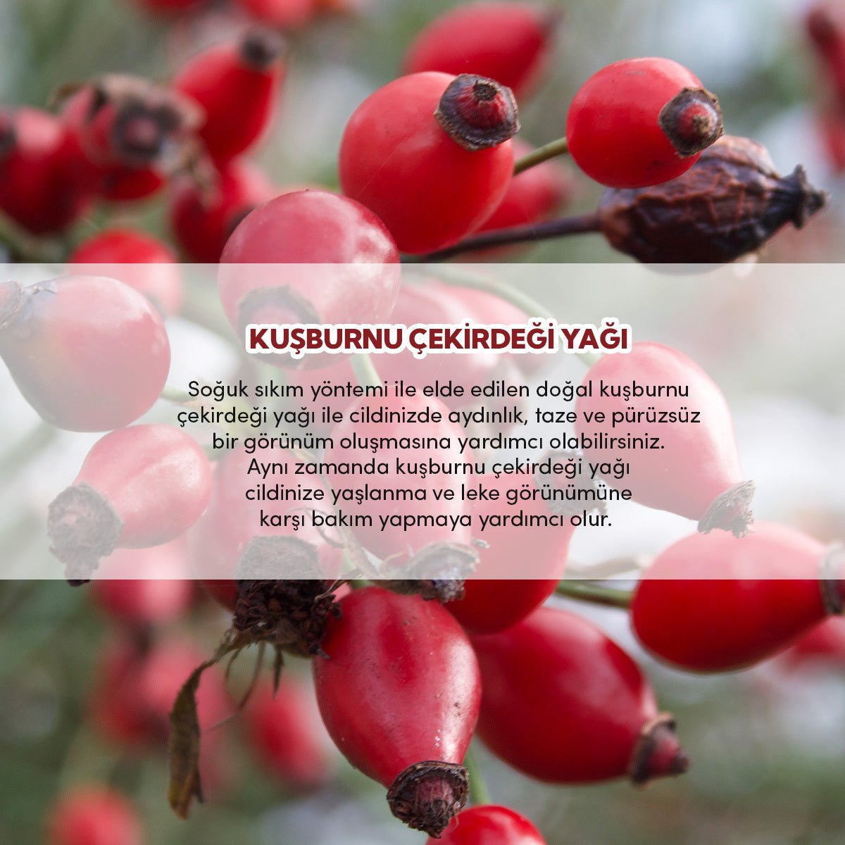Pure Rosehip Seed Oil - Brightening, Hydrating & Anti - Aging Elixir - TryAladdin