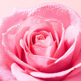 Refreshing Tonic Lotion - Hydrating & Makeup Removing with Rose - TryAladdin
