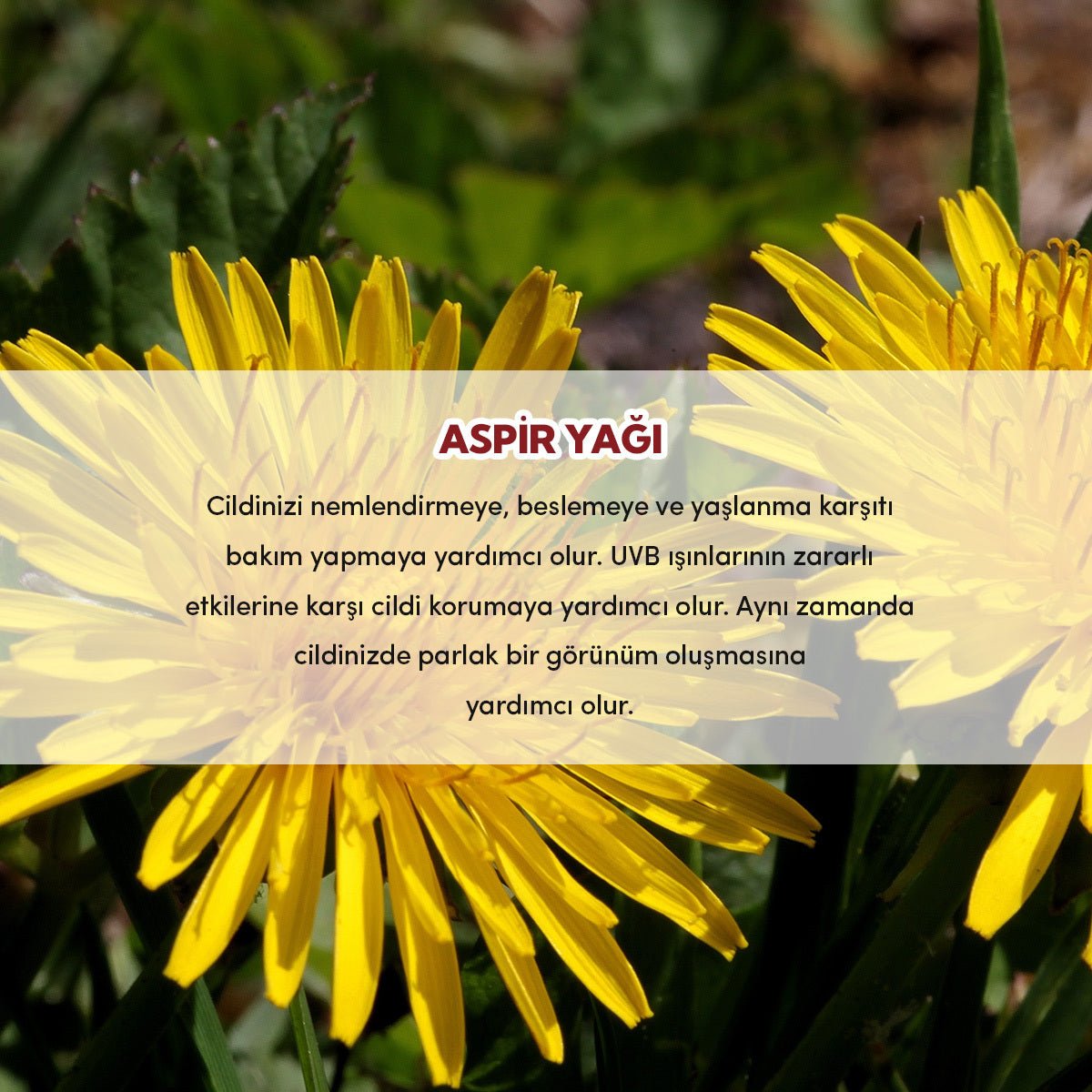 Safflower Seed Oil - Antioxidant & Hydrating Face & Body Oil - TryAladdin