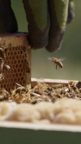 Yaylim Premium Natural White Honey - 350g - TryAladdin