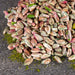 Sireli | Shelled and Unsalted Antep Pistachios